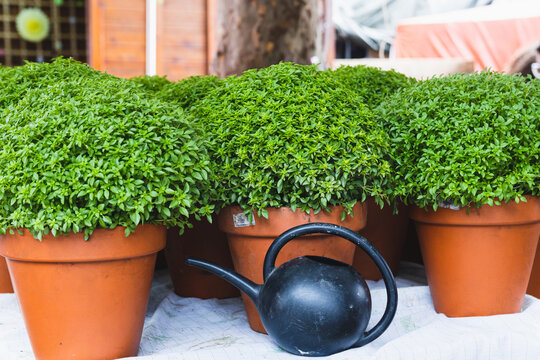 fresh basil in vases (portuguese manjerico)