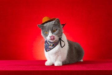a british shorthair cat wears cowboy cosplay costume at horizontal composition