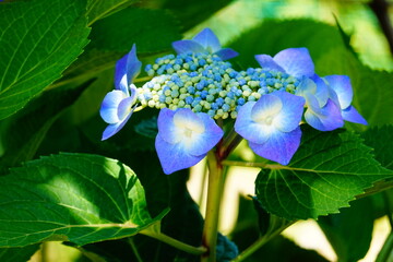 初夏の紫陽花の花
