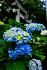 響山公園のアジサイ