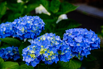 響山公園のアジサイ