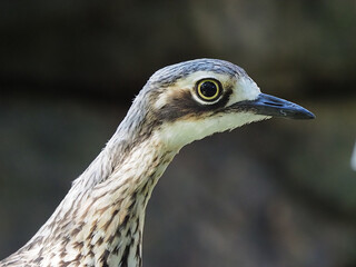 Bush Stone CUrlew