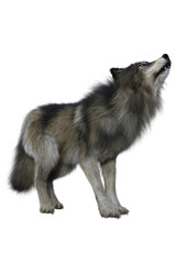 Grey Wolf