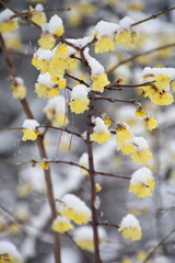 蝋梅に積もる雪
