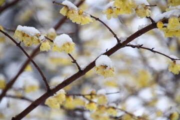 蝋梅に積もる雪
