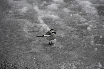 積もる雪の中を歩く鳥