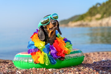 Portrait of silly dog, tourist in bright sunglasses, necklace of flower, lei swim ring on tropical...