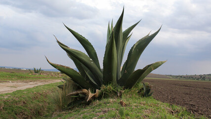 Maguey pulquero de gran tamaño en paisaje de cielo nublado. Planta endémica del estado de hidalgo...