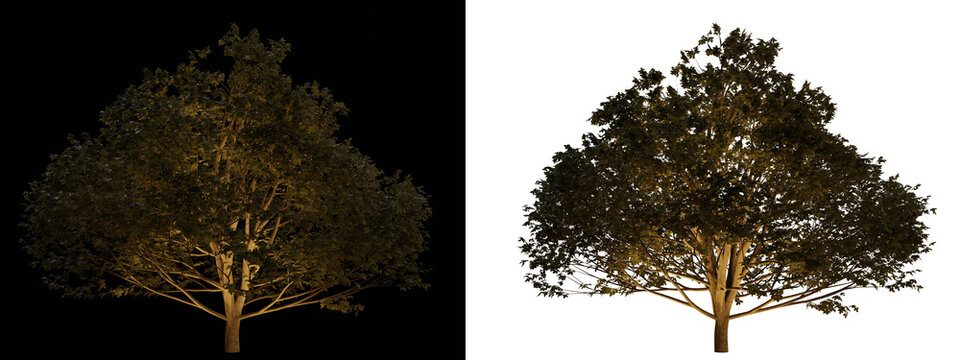 isolated, cutout, hires tree night scene with uplight in transparent background, best for parking landscape design, best for night render visualisation, post production and compositing.