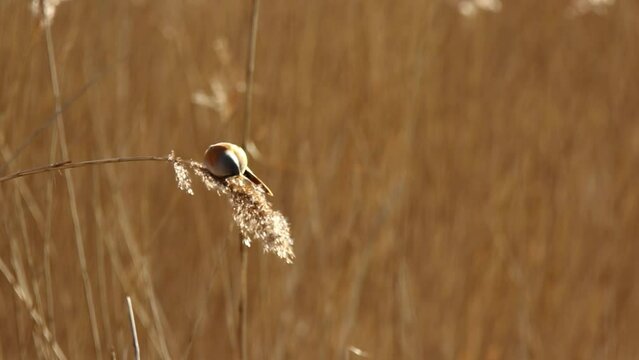 Close up of wild bearded reedling on branch eating reed seed during golden hour