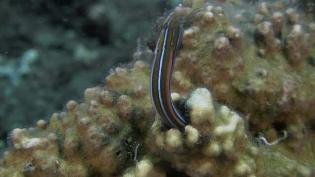 A small striped fish hides inside the coral. 
Bluestriped Fangblenny (Plagiotremus rhinorhynchos) 12 cm. Coloration variable, two bluish (white, pale) stripes joined on snout tip.