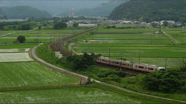 初夏の近江路を走る313系普通列車 （東海道本線 米原 - 醒ヶ井, 2023年6月）