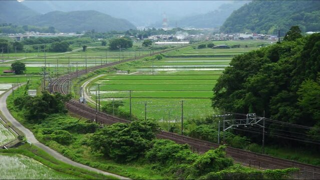 初夏の近江路を走る313系普通列車 （東海道本線 米原 - 醒ヶ井, 2023年6月）