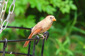 robin on a fence