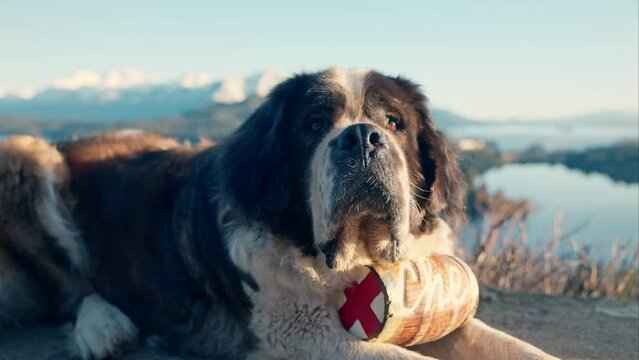 St Bernard Dog With Brandy Barrel