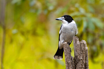 Beautiful common small grey butcherbird sits on the branch close up, spotted on Enoggera Reservoir Circuit trail, Brisbane, Queensland, Australia