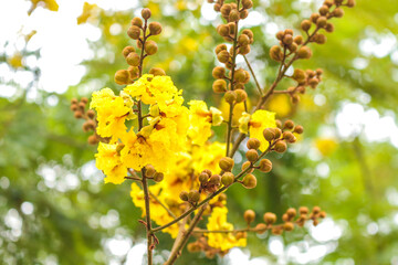 Peltophorum pterocarpum or soga tree 