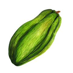 Green cocoa fruit watercolor illustration. An unripe nut on a stem. Fresh raw bean, exotic tropical plant. Clipart isolated on white background. For cosmetics, posters, print, packaging