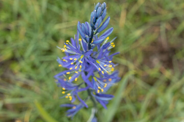 blue flowers in the garden