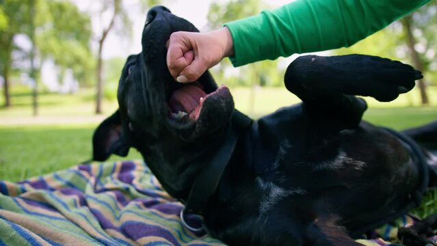 female trainer with a big black dog cane corso on a walk in the park resting playing on grass