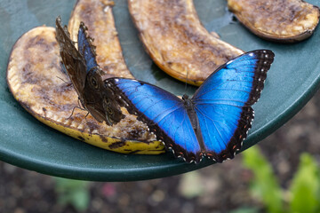 Blue butterfly at the butterfly house in st louis mo