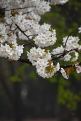 桜の花