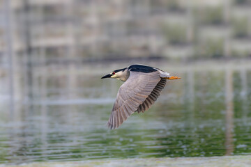 The black-crowned night heron (Nycticorax nycticorax) adult in flight