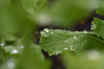 雨粒が残る葉