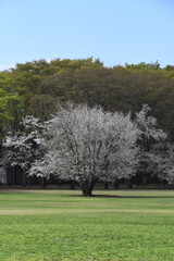Fototapeta na wymiar 春の公園に咲く一本桜