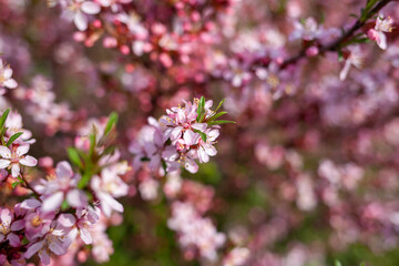 Closeup of beautiful pink and white fruit tree flowers on a blurred background on a sunny spring day, selective focus. Spring background with blossoming fruit trees.