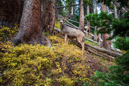 Mule deer at Lake Isabelle, Indian Peaks Wilderness, CO