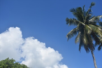 Blue sky and the palm tree in the beach