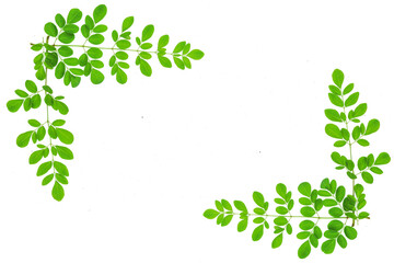 fresh moringa oleifera leaves isolated transparent background png