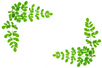 fresh moringa oleifera leaves isolated transparent background png