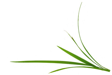 Carex grass leaves on a white background. Isolated tuft of green blades, natural and simple...