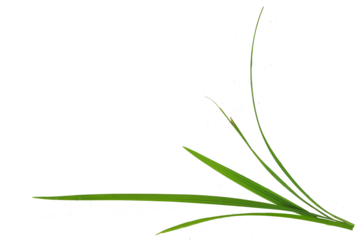Carex grass leaves on a white background. Isolated tuft of green blades, natural and simple botanical element
