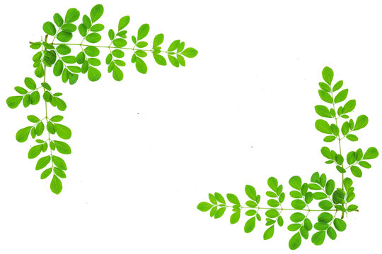 fresh moringa oleifera leaves isolated transparent background png