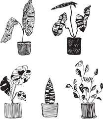 House plants Illustration. Monstera Philodendron Snake Plant - 610155758