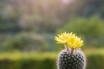 Parodia leninghausii, Close-up yellow tower cactus with yellow flower bloom. Cactus is a popular cactus with thorns and is highly resistant to drought.