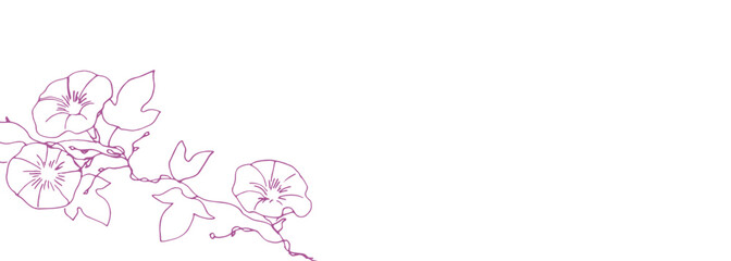 線画。夏の朝顔ベクターイラスト。アサガオのベクター背景素材。和風植物装飾イラスト。Line drawing. Summer morning glory vector illustration. Morning glory vector background. Japanese style plant decoration illustration.