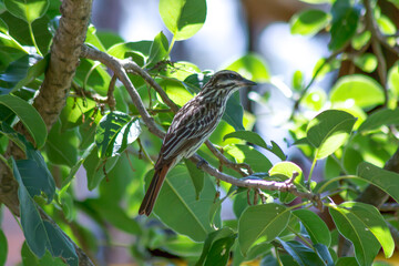 beautiful bird on a branch