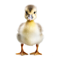 Baby duckling on transparent background. generative AI