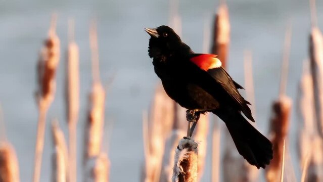 A close up to a male Red-winged blackbird Birds, a passerine bird of the family Icteridae found in most of North America and much of Central America.