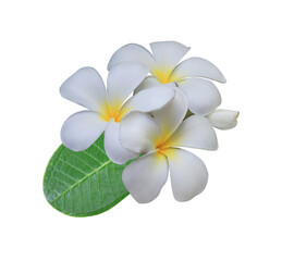 Fototapeta na wymiar Plumeria or Frangipani or Temple tree flower. Close up white-yellow plumeria flowers bouquet on green leaf isolated on transparent background.