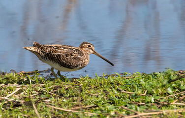Wilson's snipe (Gallinago delicata) in a forest swamp, Brazos Bend State Park, Texas, USA
