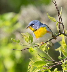 Northern parula, male (Setophaga americana)
