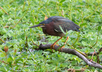 Green heron hunting in Brazos Bend State park