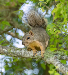 Naklejka na ściany i meble The fox squirrel, also known as the eastern fox squirrel or Bryant's fox squirrel on a tree branch