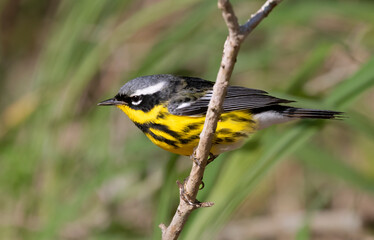 The magnolia warbler (Setophaga magnolia) perched on a tree branch, Galveston, Texas