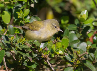 Tennessee warbler (Leiothlypis peregrina) close up, Galveston, Texas, USA